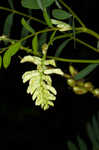 Canadian milkvetch